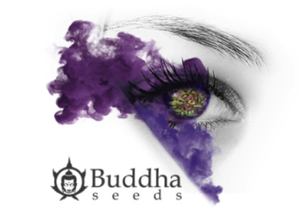 buddha seeds